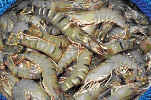 Prawn-Odisha