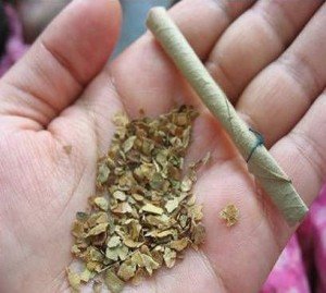 Beedi