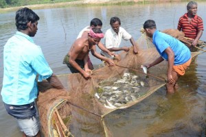 ICZMP stimulates Fish Production in Odisha;  forms 600 SHGs