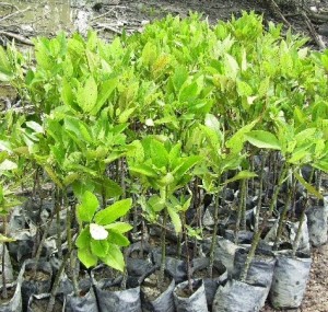 Saplings-Odisha