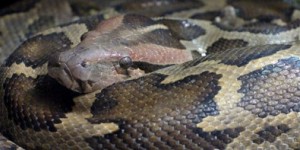 Indian rock python