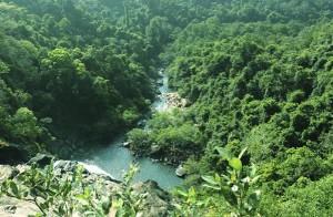 Forest in India