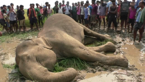 elephant electrocuted