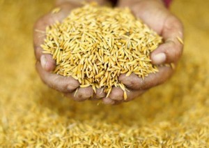 Haryana paddy