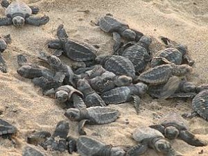 Olive Ridley Turtles