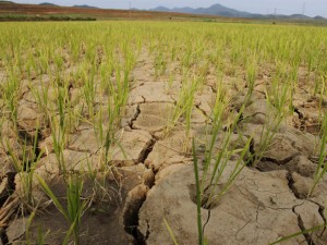 drought