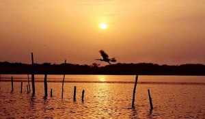 Soor Sarovar Bird Sanctuary