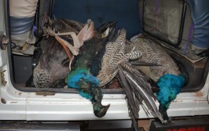 peacocks