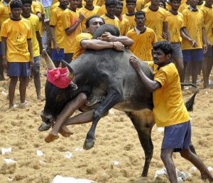 Jallikattu tamilnadu