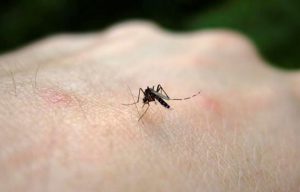 Zika virus