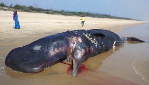 whale