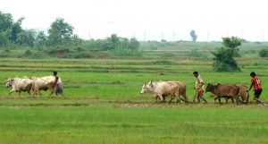 Odisha's economy