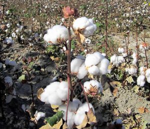 cotton-production
