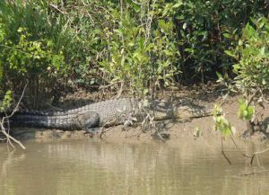 Bhitarkanika Natl Park