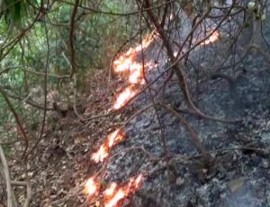 Forest Fire in Kuldiha, Satkosia