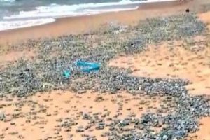 dead Bluebottle jellyfish