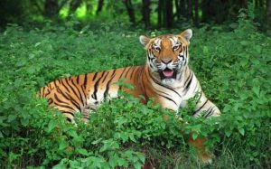 Similipal Tiger Reserve