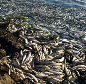 dead fish