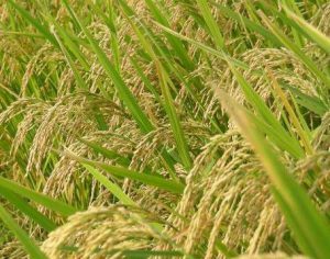 paddy-crop