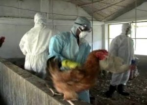 culling-of-hen