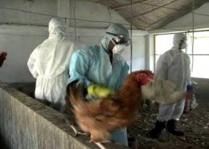 culling-of-hen-300x214