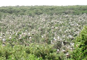 Bhitarkanika National Park