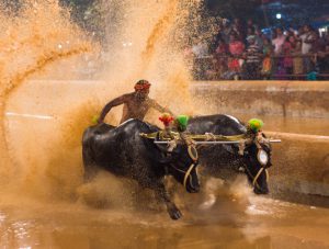 Kambala 1