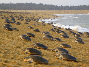 Olive Ridley