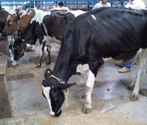 Railways files FIR against Cow Vigilantes