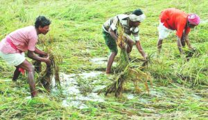 Farmers