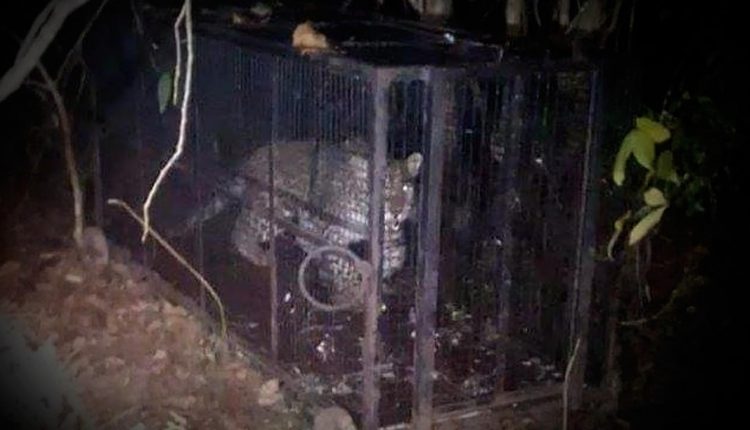 Leopard in Bhubaneswar