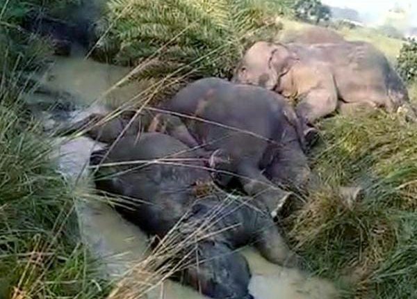 Elephant Death Odisha Balasore