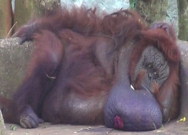 Binny Death In Nandankanan