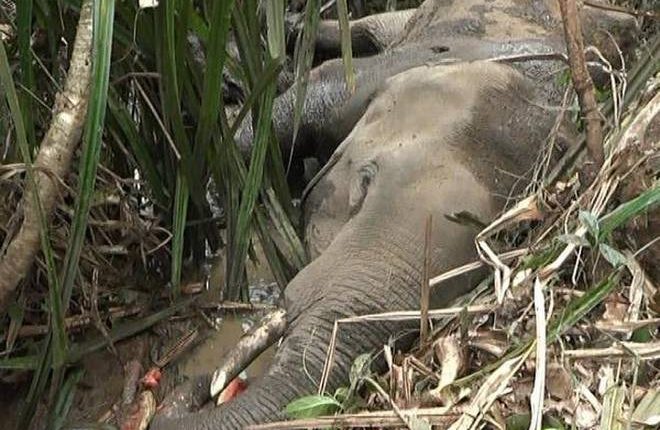 Elephant Found Kalahandi