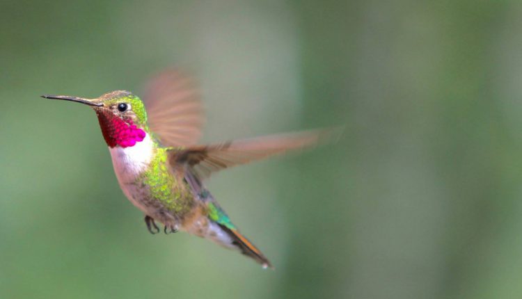 Hummingbird Facts