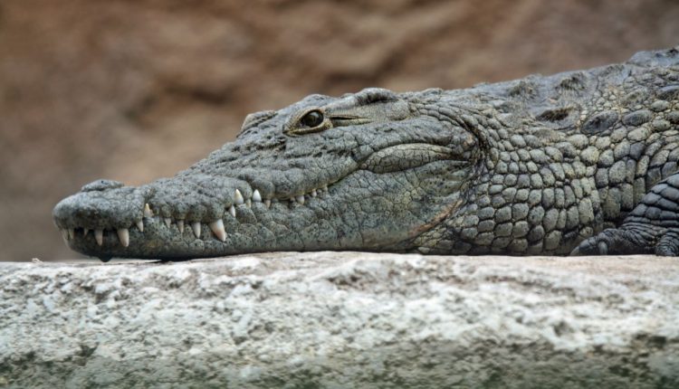 The Nile crocodile can hold its breath underwater