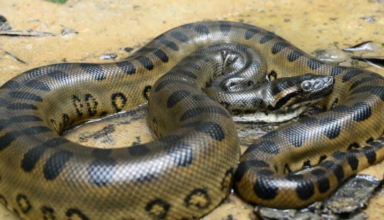 Odisha Nandankanan Zoo Anacondas