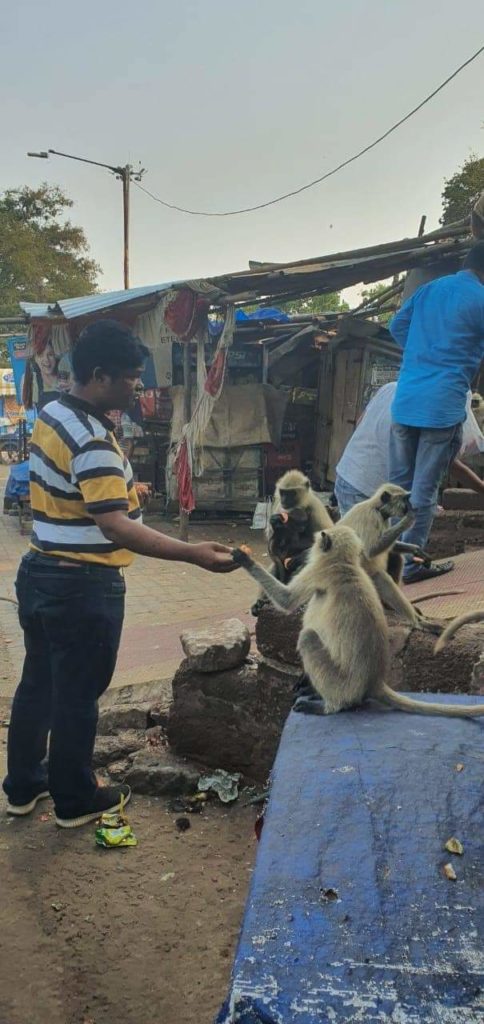 Feeding Monkeys during Corona