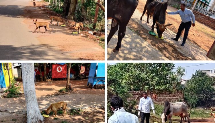 Odisha Government Stray Animals