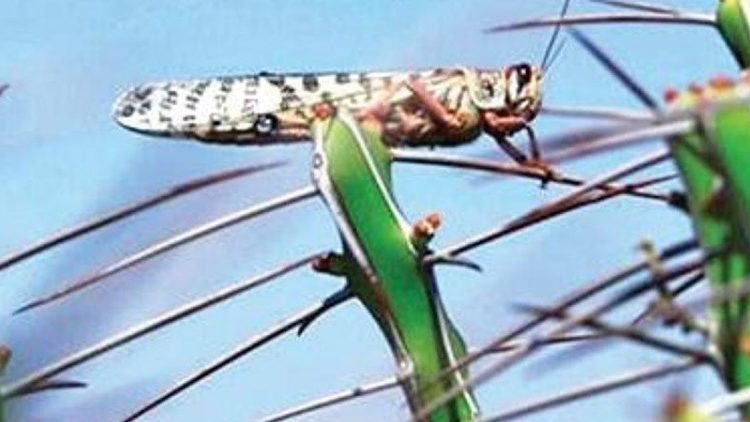 Odisha Farmers Locust Invasion