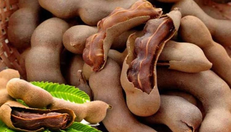 Tamarind Medicine Quality