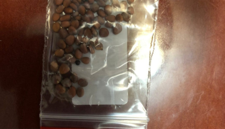 Mystery Seeds From China