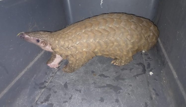 Pangolin racket